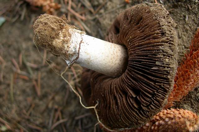 Agaricus pequinii    (Boud.)    Singer